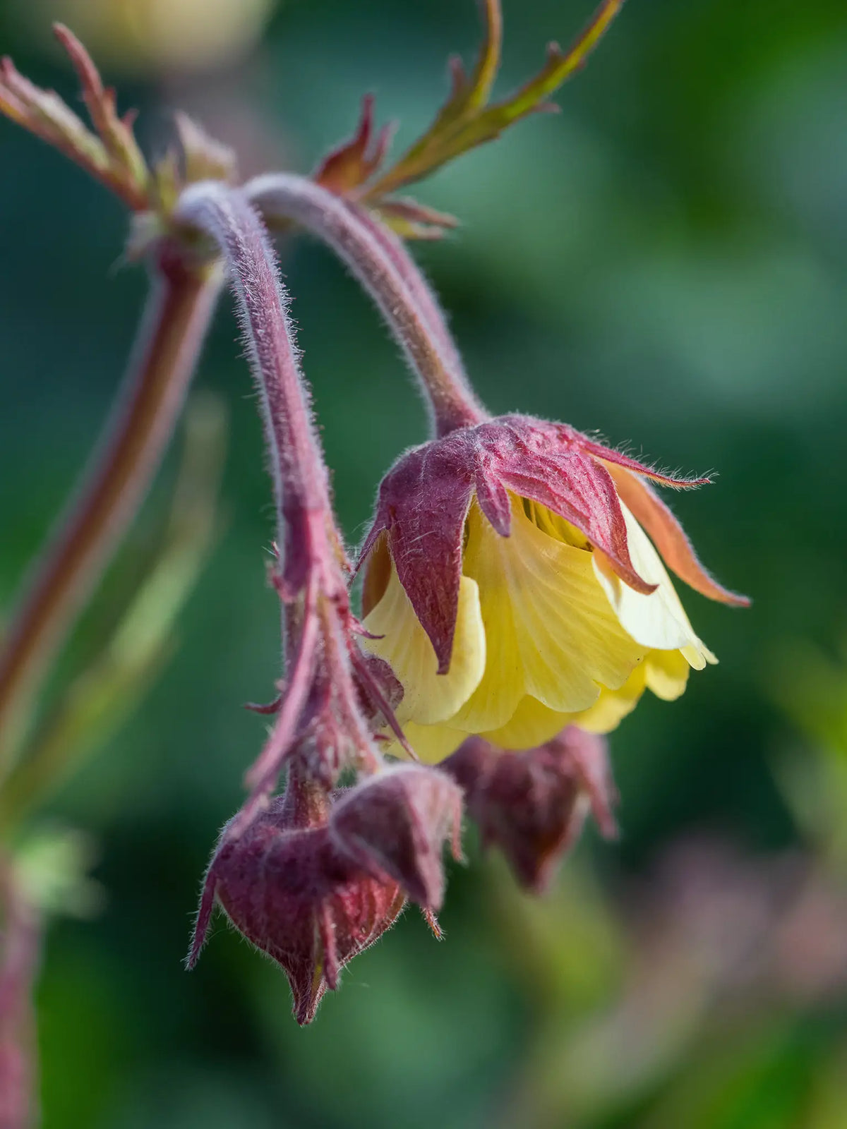 Geum rivale 'Cream Drop' - Hardy's Cottage Garden Plants