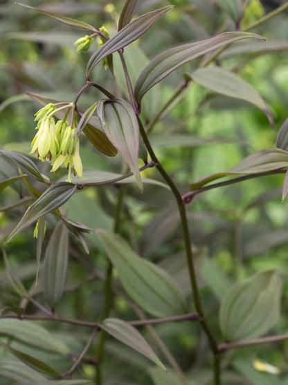 Disporum longistylum 'Green Giant' - Hardy's Cottage Garden Plants