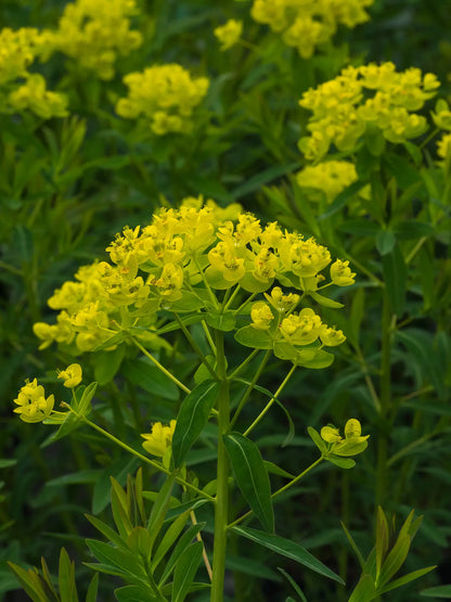 Euphorbia palustris - Hardy's Cottage Garden Plants