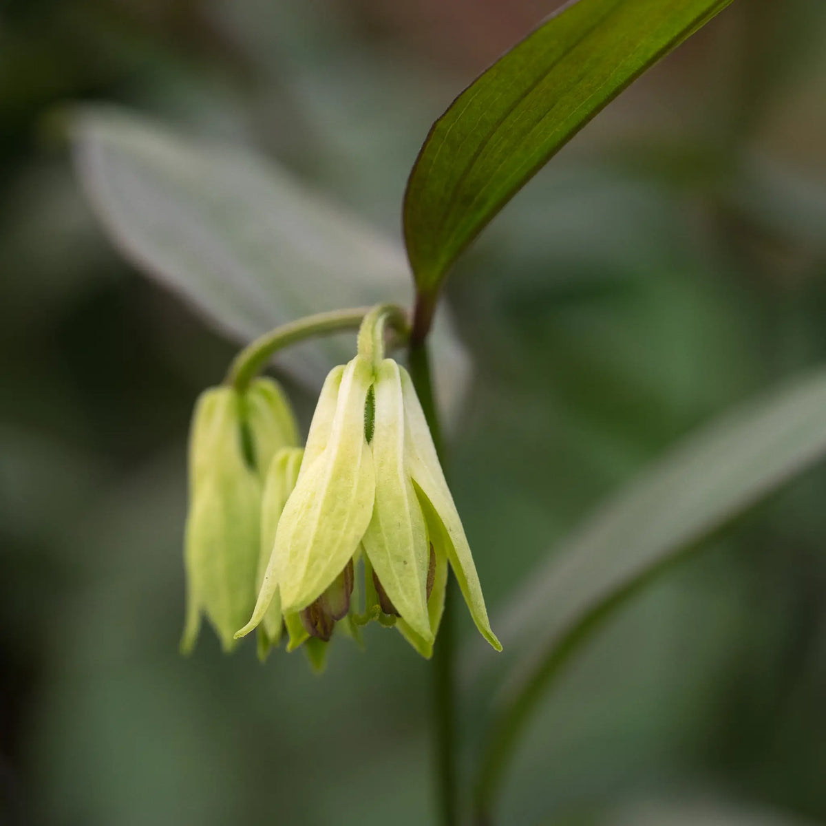 Disporum longistylum 'Night Heron' - Hardy's Cottage Garden Plants