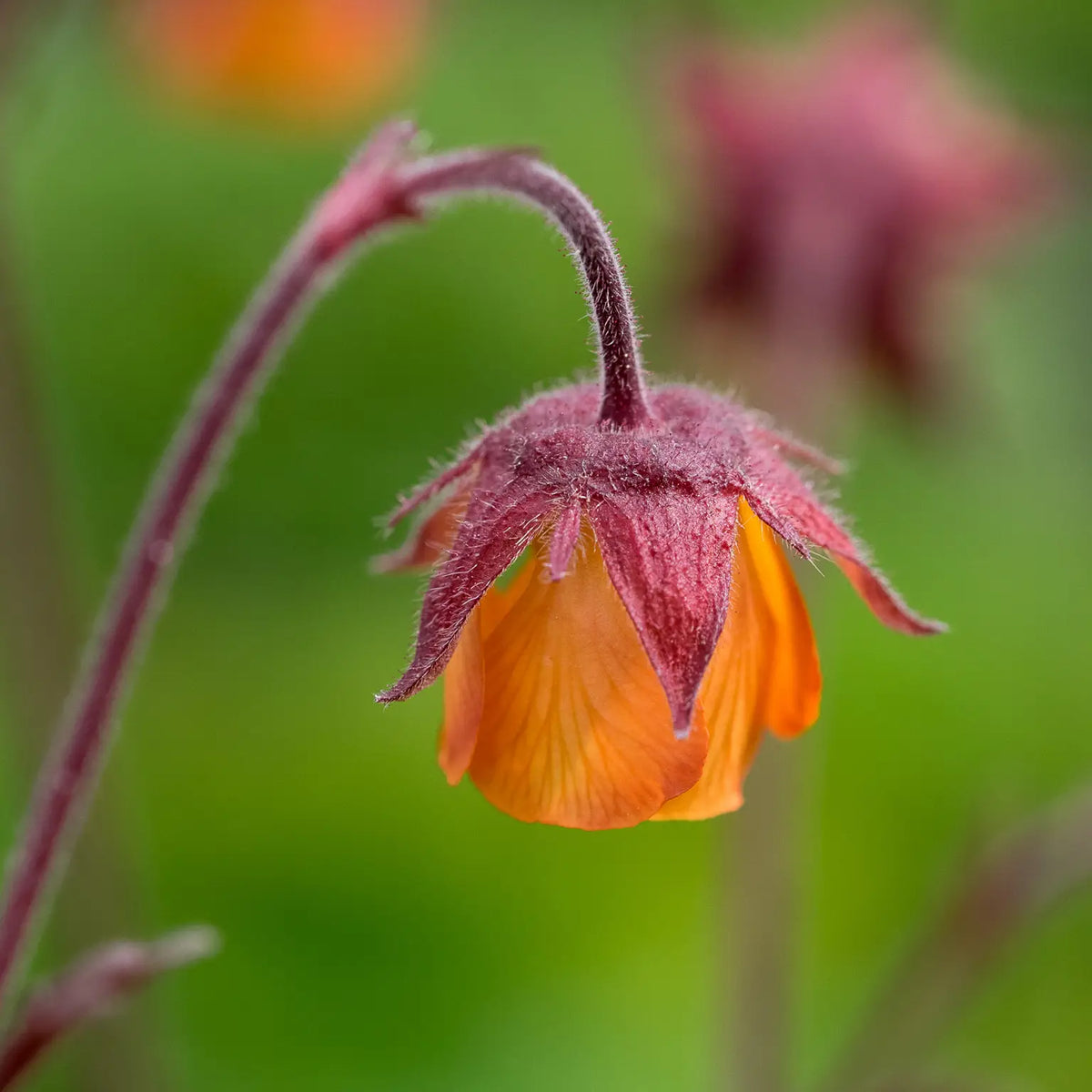 Geum 'Marmalade' - Hardy's Cottage Garden Plants