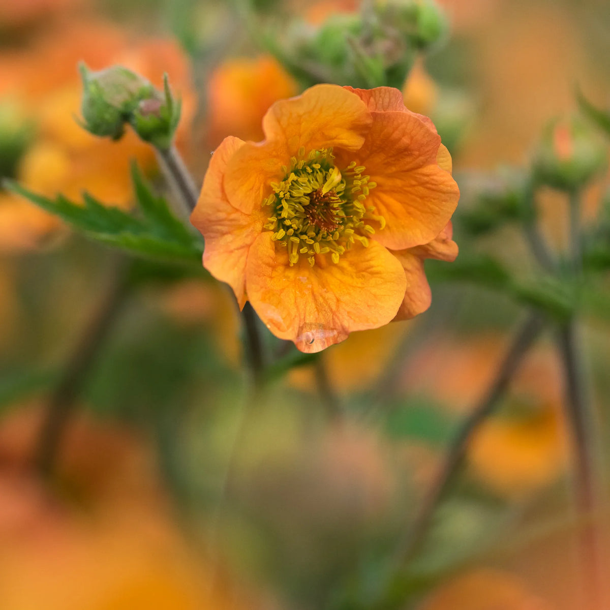 Geum 'Totally Tangerine' PBR' - Hardy's Cottage Garden Plants