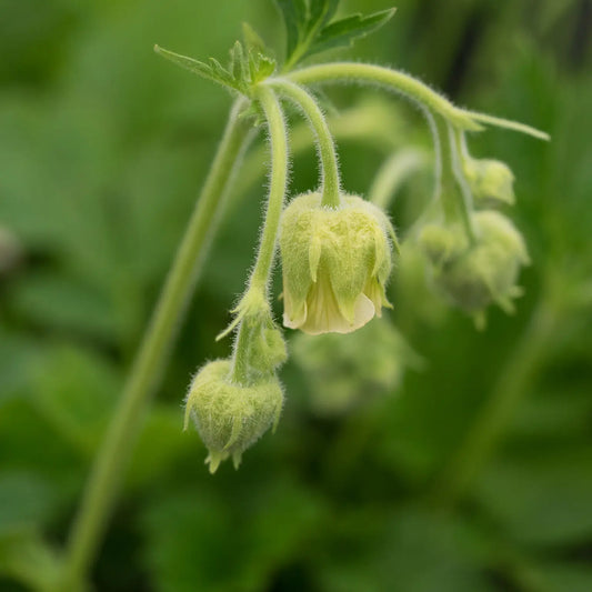 Geum rivale 'Album' - Hardy's Cottage Garden Plants