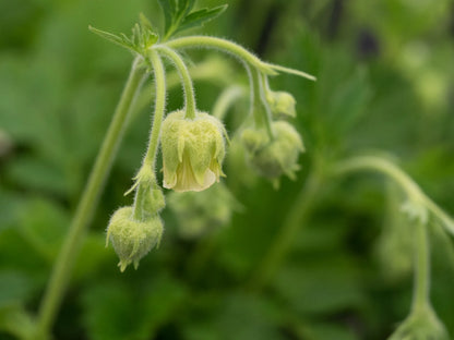 Geum rivale 'Album' - Hardy's Cottage Garden Plants