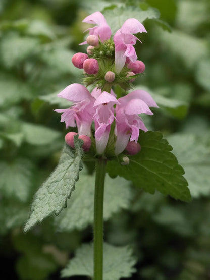 Lamium 'Pink Pewter' - Hardy's Cottage Garden Plants
