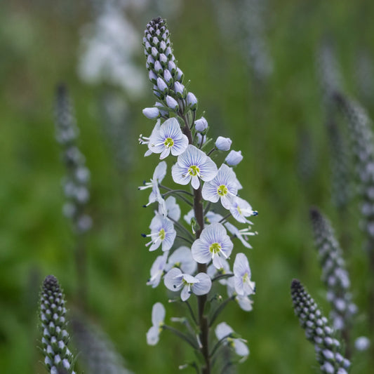Veronica gentianoides × intermedia - Hardy's Cottage Garden Plants
