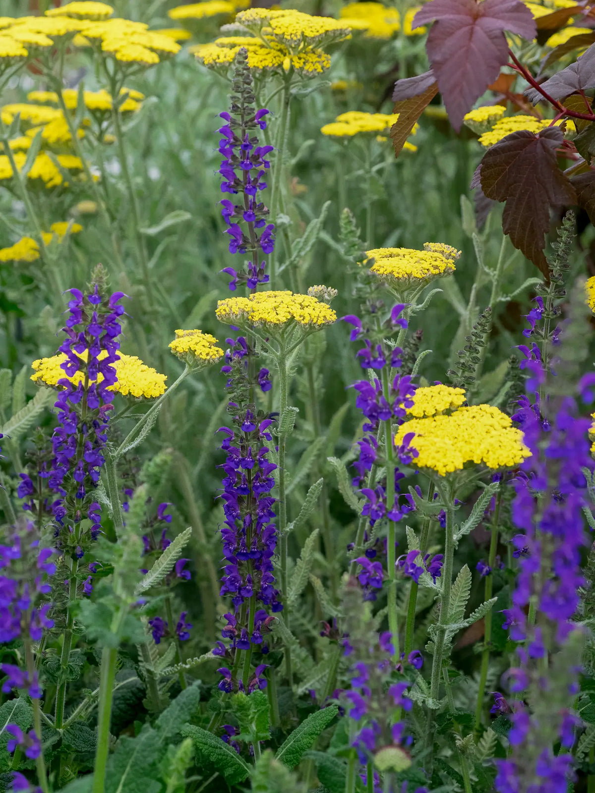 Achillea 'Moonshine' - Hardy's Cottage Garden Plants
