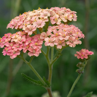 Achillea 'Lachsschönheit' close-up showing flat-topped flower heads in soft salmon-pink with yellow-centred florets against a blurred green background
