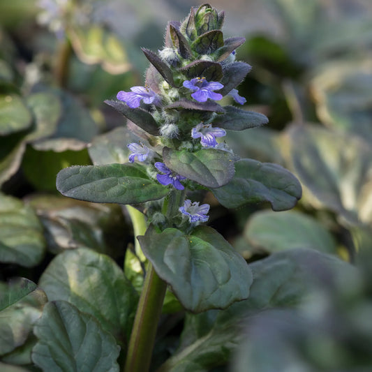 Ajuga reptans 'Catlins Giant' - Hardy's Cottage Garden Plants