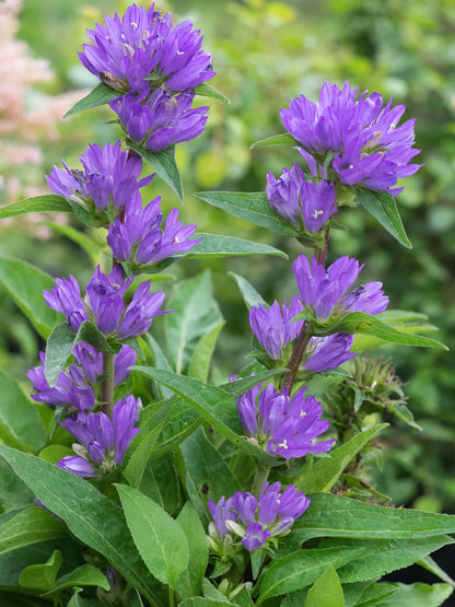Campanula glomerata var. dahurica - Hardy's Cottage Garden Plants