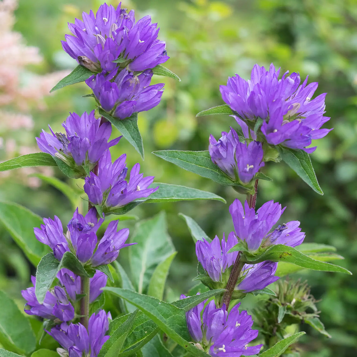 Campanula glomerata var. dahurica - Hardy's Cottage Garden Plants