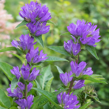Campanula glomerata var. dahurica - Hardy's Cottage Garden Plants