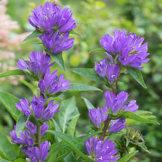 Campanula glomerata var. dahurica - Hardy's Cottage Garden Plants
