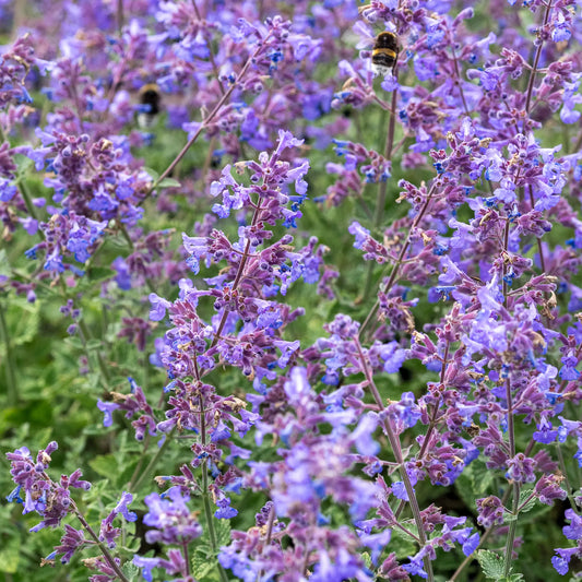 Nepeta × faassenii 'Kit Cat' - Hardy's Cottage Garden Plants