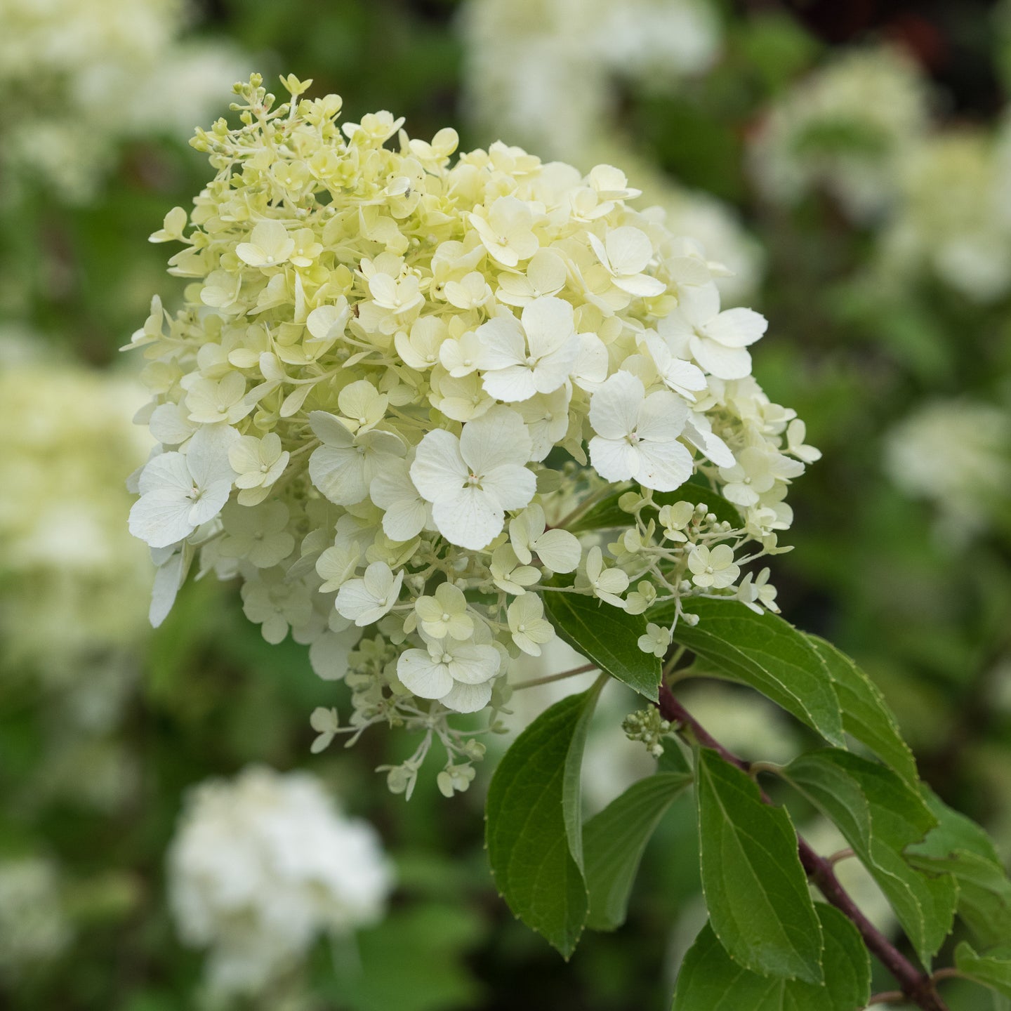 Hydrangea paniculata 'Polar Bear'PBR