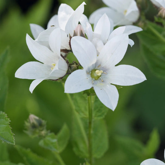 Campanula lactiflora 'Assendon Pearl' - Hardy's Cottage Garden Plants