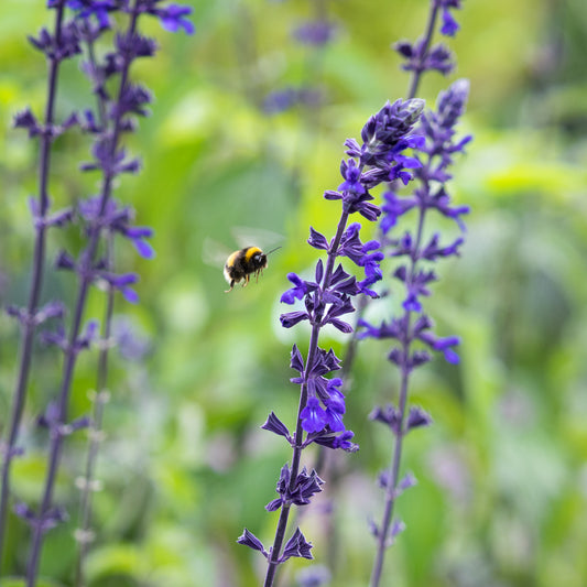 Salvia 'Indigo Spires'