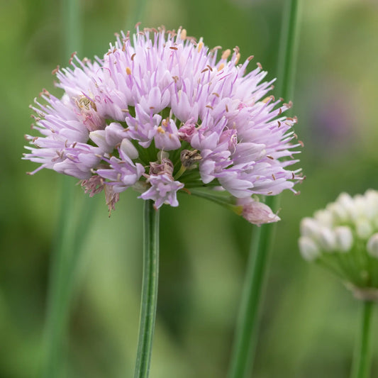 Allium lusitanicum 'Lisa Green' - Hardy's Cottage Garden Plants