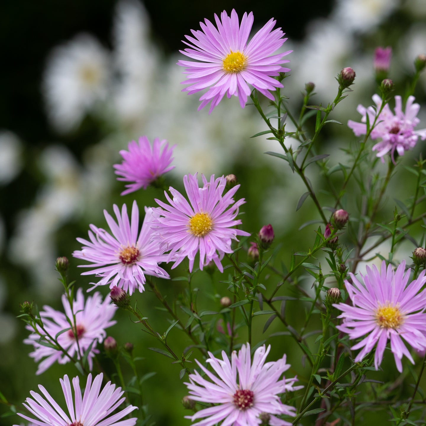 Symphyotrichum 'Jessica Jones' - Hardy's Cottage Garden Plants