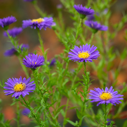 Symphyotrichum novi-belgii 'Schöne von Dietlikon' - Hardy's Cottage Garden Plants