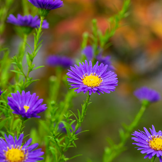 Symphyotrichum novi-belgii 'Schöne von Dietlikon' - Hardy's Cottage Garden Plants
