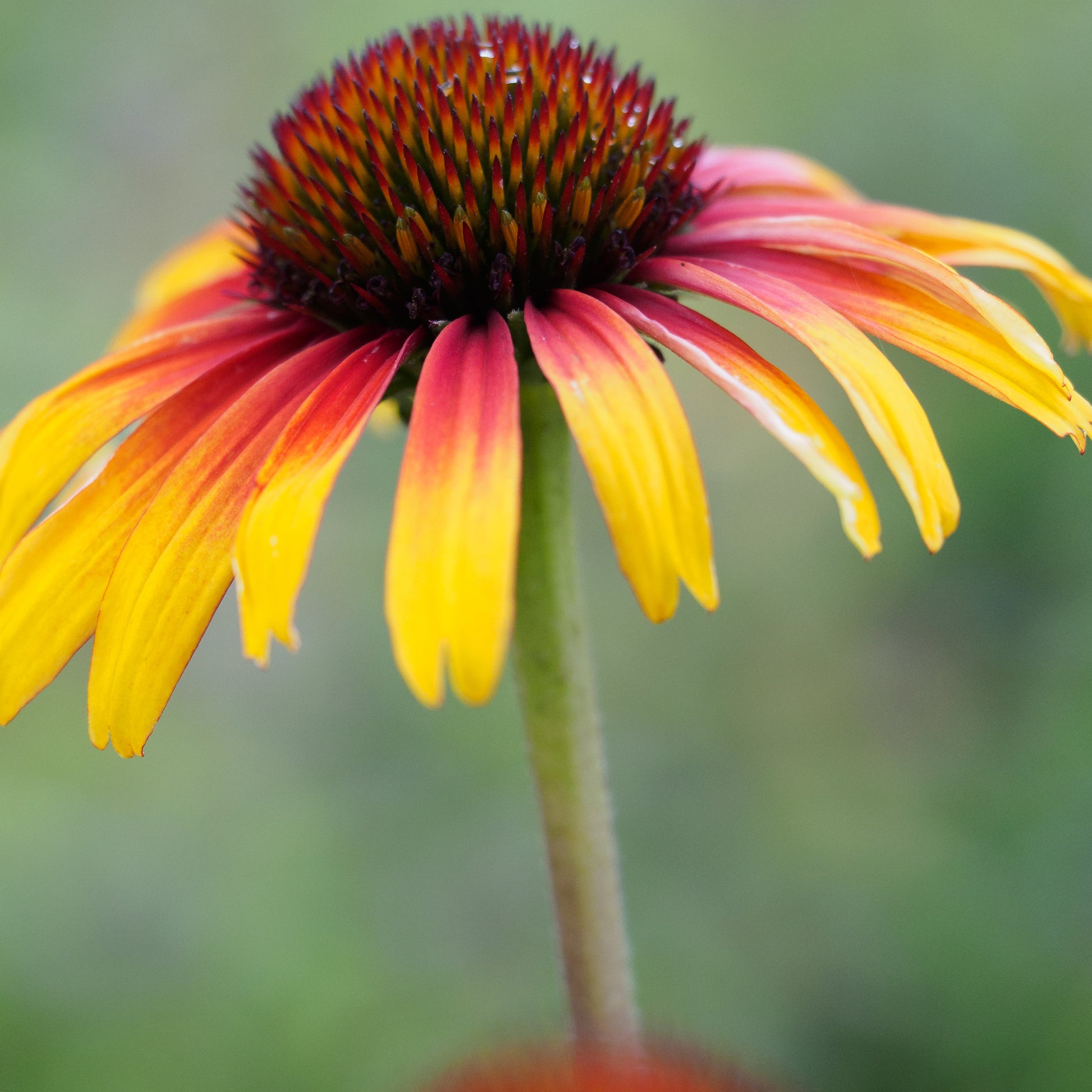 Echinacea 'Parrot' (Fine Feathered Series) - Hardy's Cottage Garden Plants