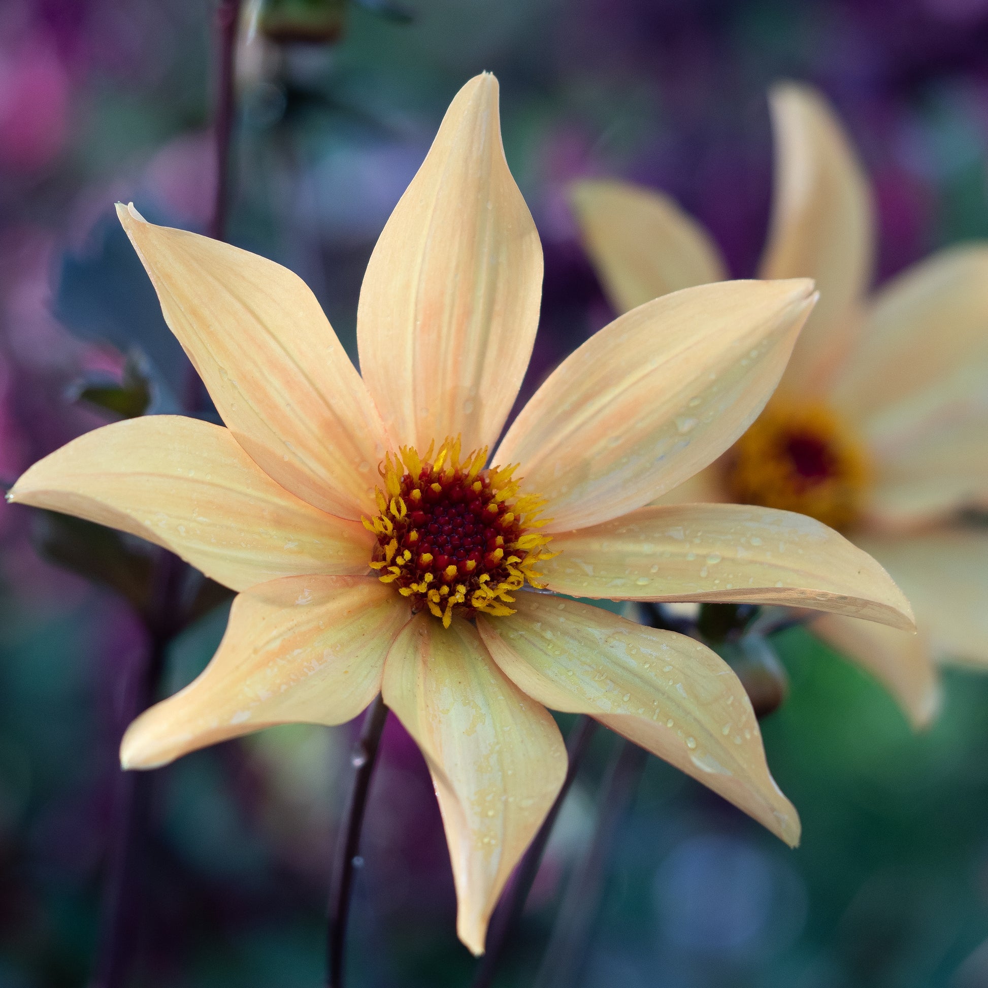 Dahlia 'Bishop of York' - Hardy's Cottage Garden Plants