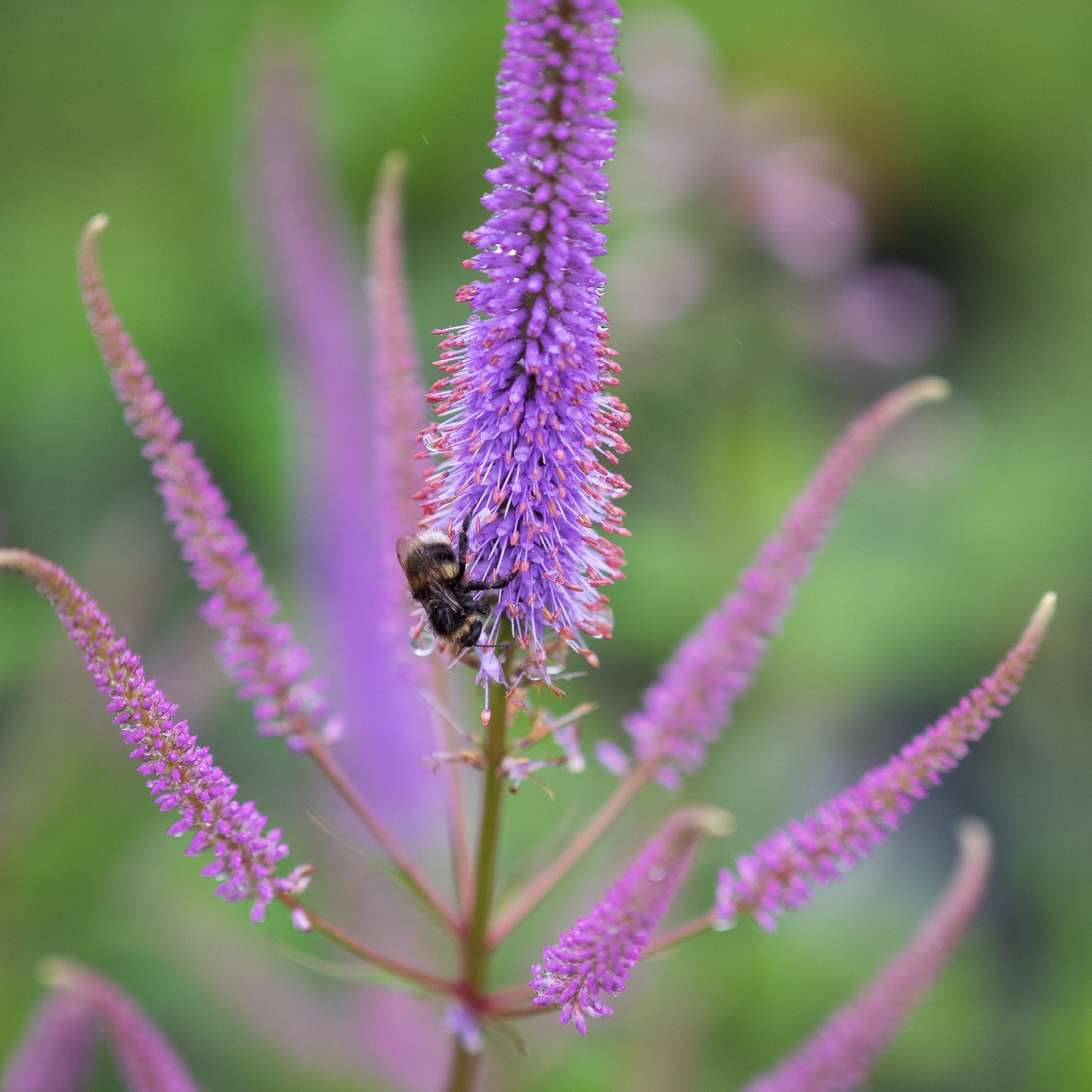 Veronicastrum virginicum 'Adoration' - Hardy's Cottage Garden Plants