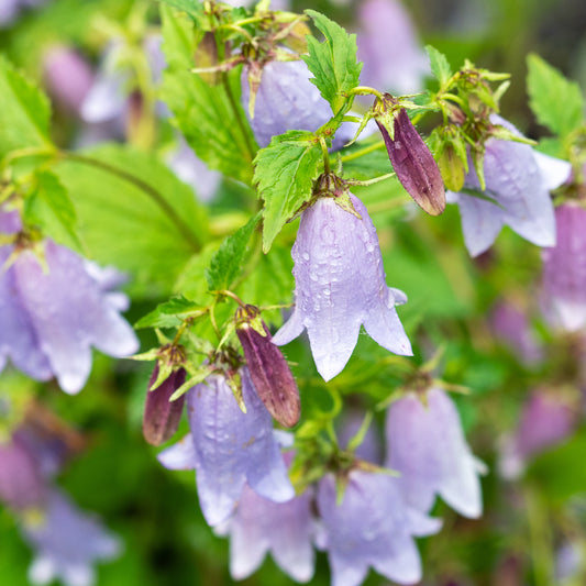 Campanula 'Paul Furse'