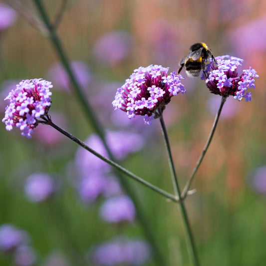 Verbena bonariensis