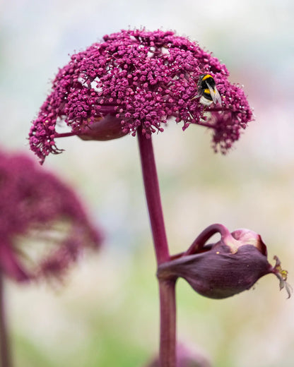 A close-up photograph of a bumblebee visiting a the dark purple flower  of Angelica Gigas, with a second flower bud below on a soft, blurred green and white background.