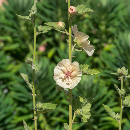 Alcalthaea suffrutescens 'Parkallee' — apricot cup-shaped flowers with double centre on tall stems