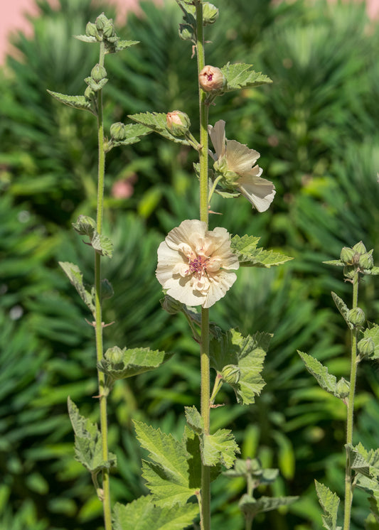Alcalthaea 'Parkallee' — branching habit with apricot hollyhock flowers in late summer border