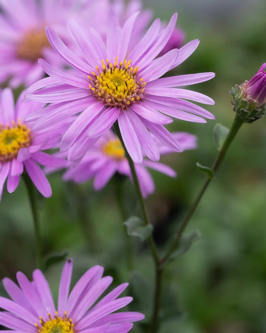 Aster amellus 'Rosa Erfüllung' - Hardy's Cottage Garden Plants
