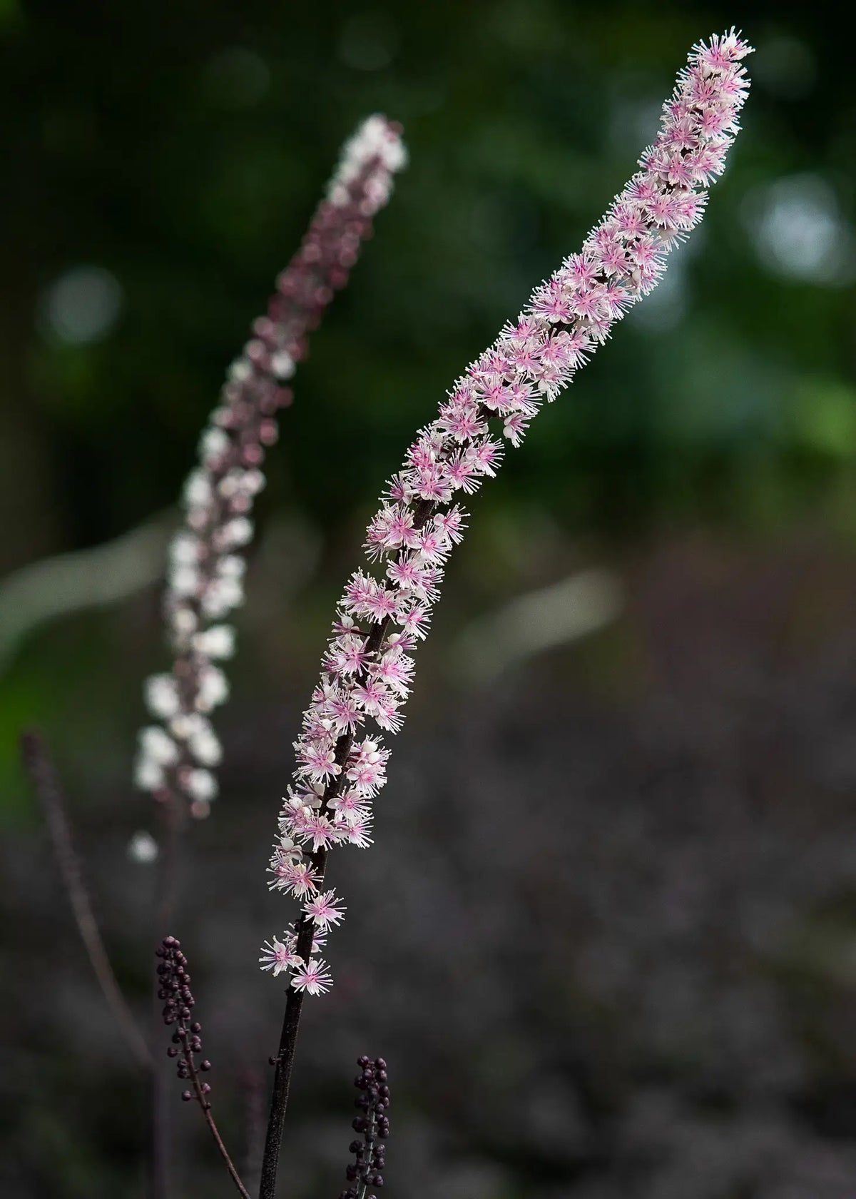 Actaea simplex 'Pink Spike'
