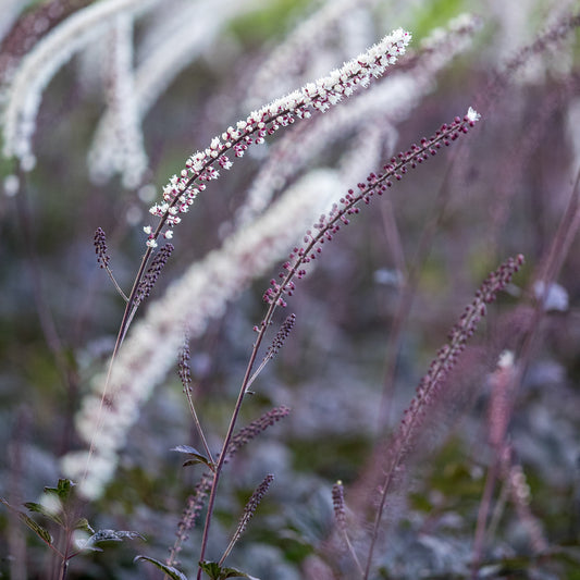 Actaea simplex 'Brunette' — masses of scented cream flower spikes on purple stems in autumn