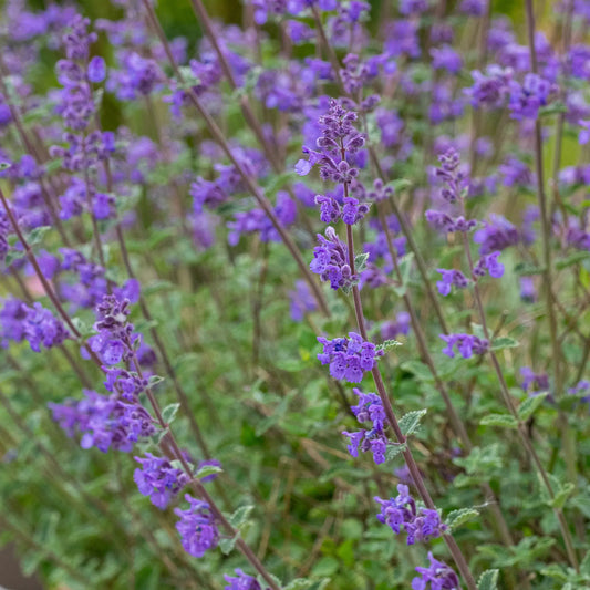 Nepeta 'Chettle Blue' in flower, showing upright spikes of tubular blue flowers with purple calyces above grey-green foliage