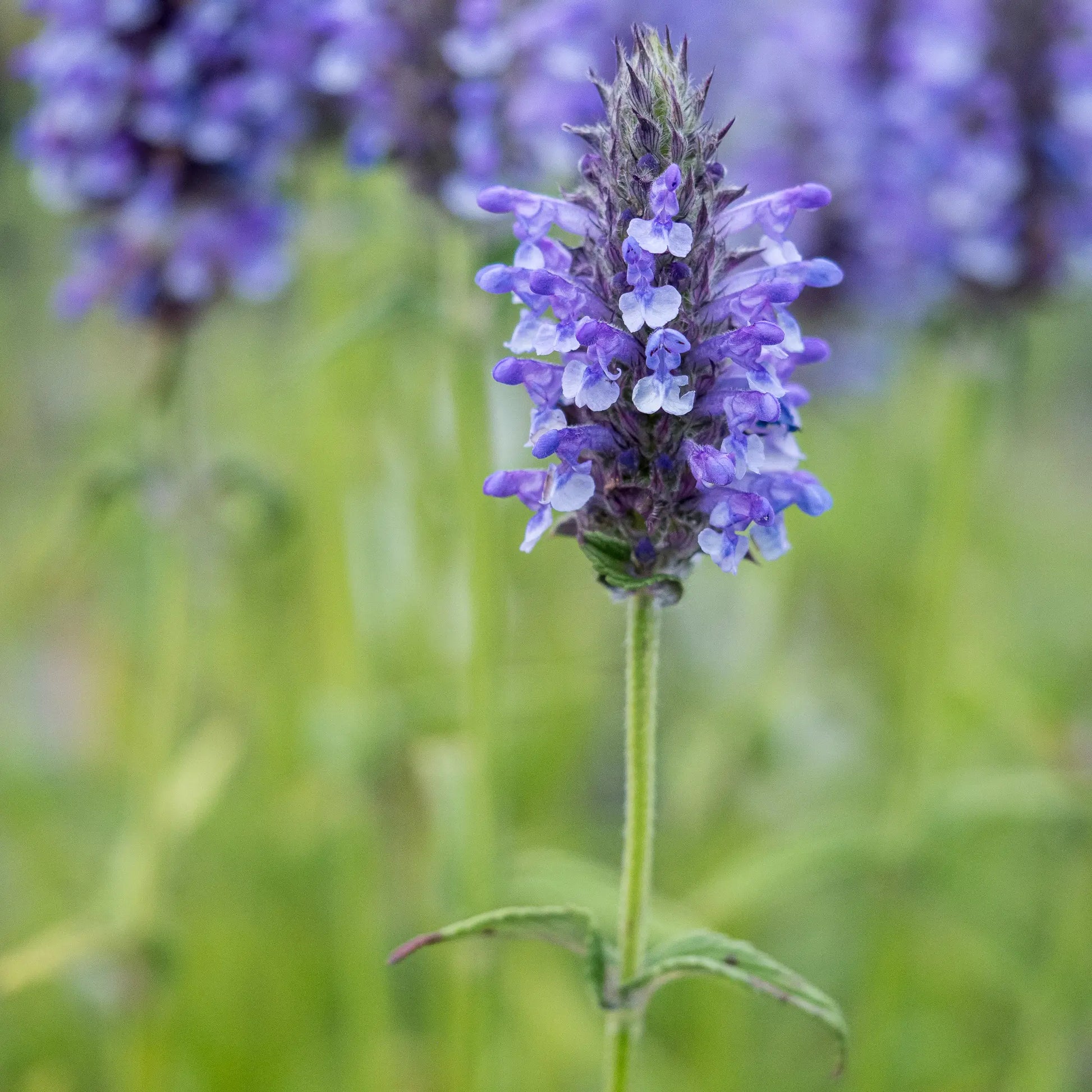 Nepeta nervosa in flower, showing densely packed violet-blue flower spikes above aromatic silvery-green foliage