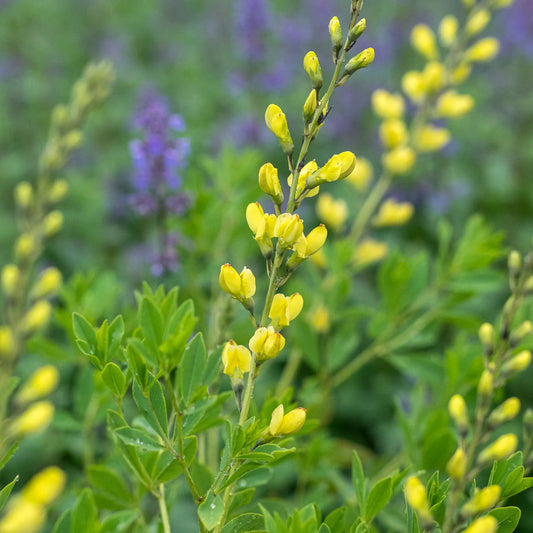 Baptisia 'Carolina Moonlight' — butter-yellow lupin-like flower spikes above green foliage