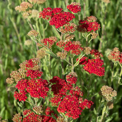Achillea 'Walther Funcke' — bright orange-red flower clusters with yellow centres over grey foliage, hardy perennial