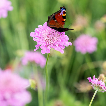 Scabiosa Kudo Pink ('Ichpin'PBR) (Kudo Series) - Hardy's Cottage Garden Plants