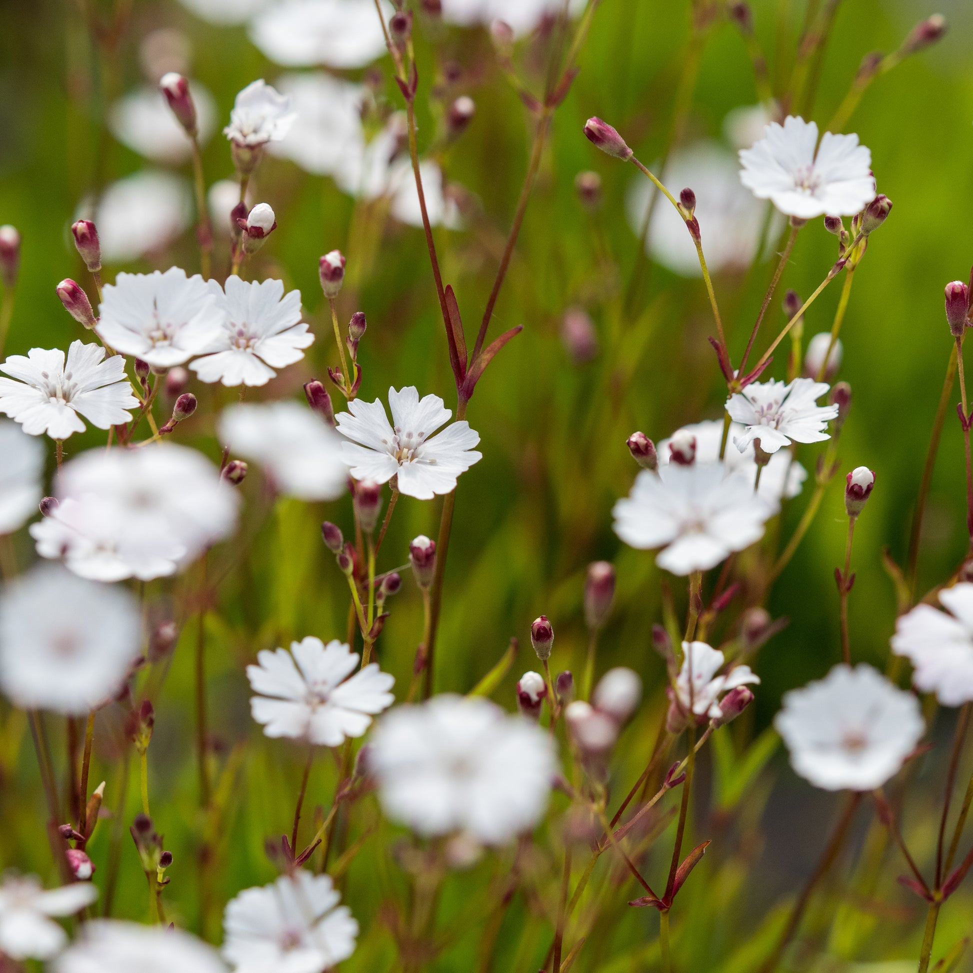 Heliosperma alpestre - Hardy's Cottage Garden Plants