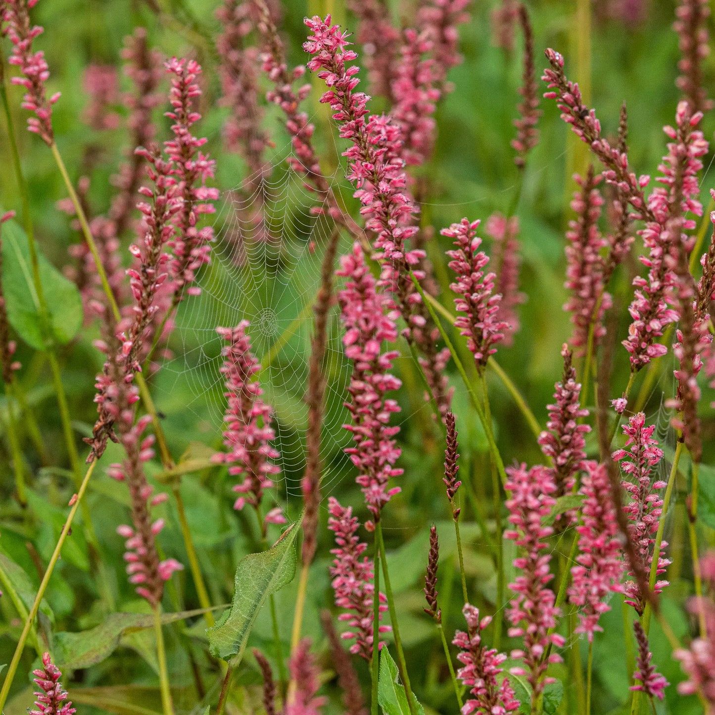 Bistorta amplexicaulis Orange Field — salmon-pink flower spikes with a dew-laden spider's web among slender stems and mid-green foliage