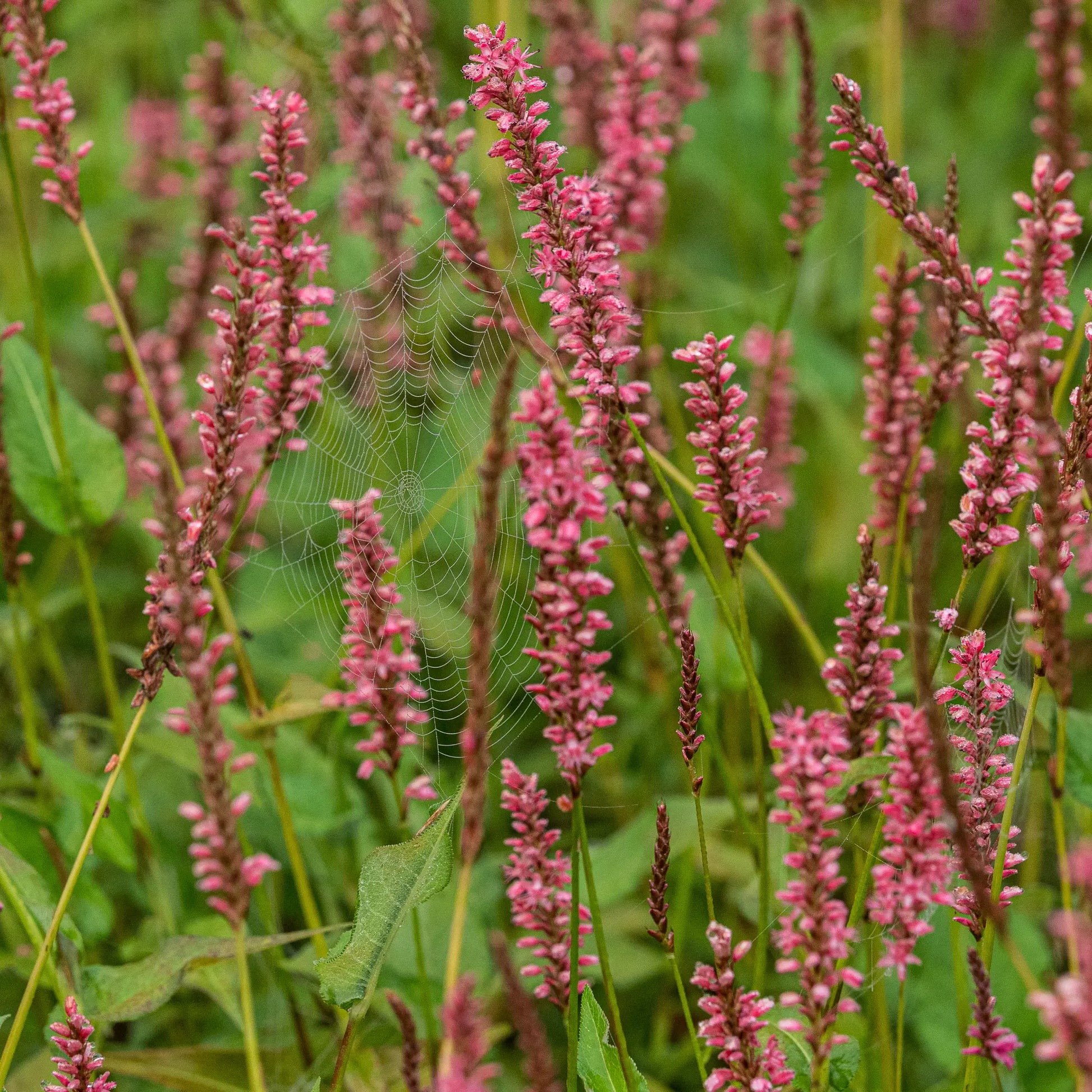 Bistorta amplexicaulis Orange Field — salmon-pink flower spikes with a dew-laden spider's web among slender stems and mid-green foliage