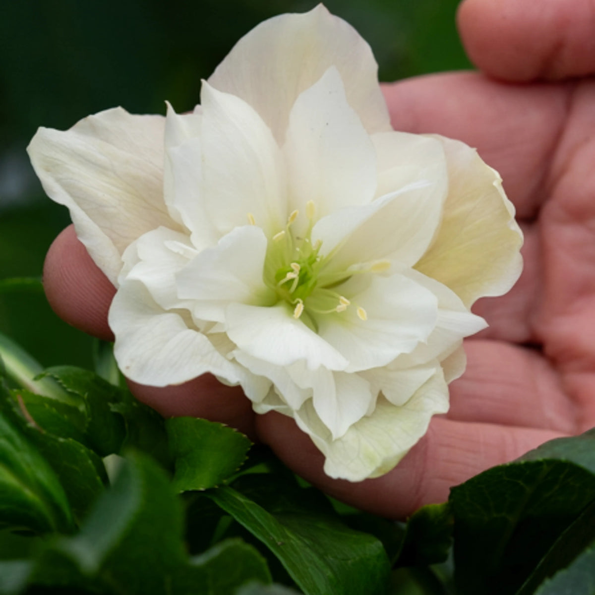 A close-up of Helleborus x hybridus ViV Amalia's flower held in a person's hand, with green leaves and a soft blurred background.