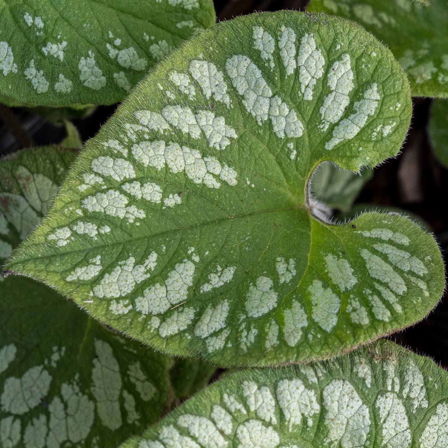 Brunnera macrophylla 'Emerald Mist' — heart-shaped leaf with bold silver marbling on dark green, Siberian Bugloss