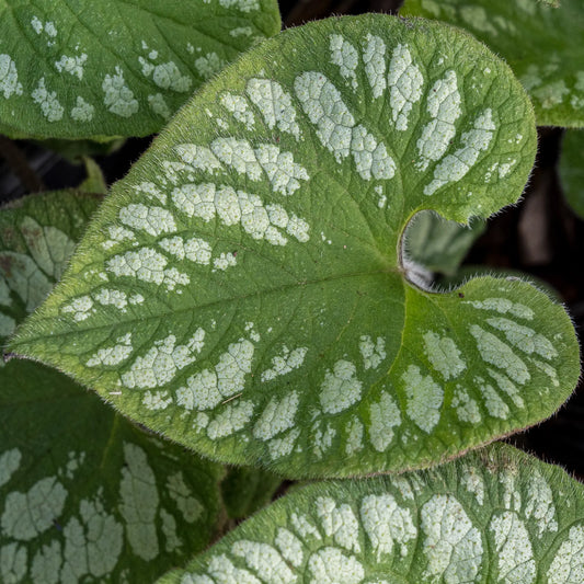 Brunnera macrophylla 'Emerald Mist' — heart-shaped leaf with bold silver marbling on dark green, Siberian Bugloss