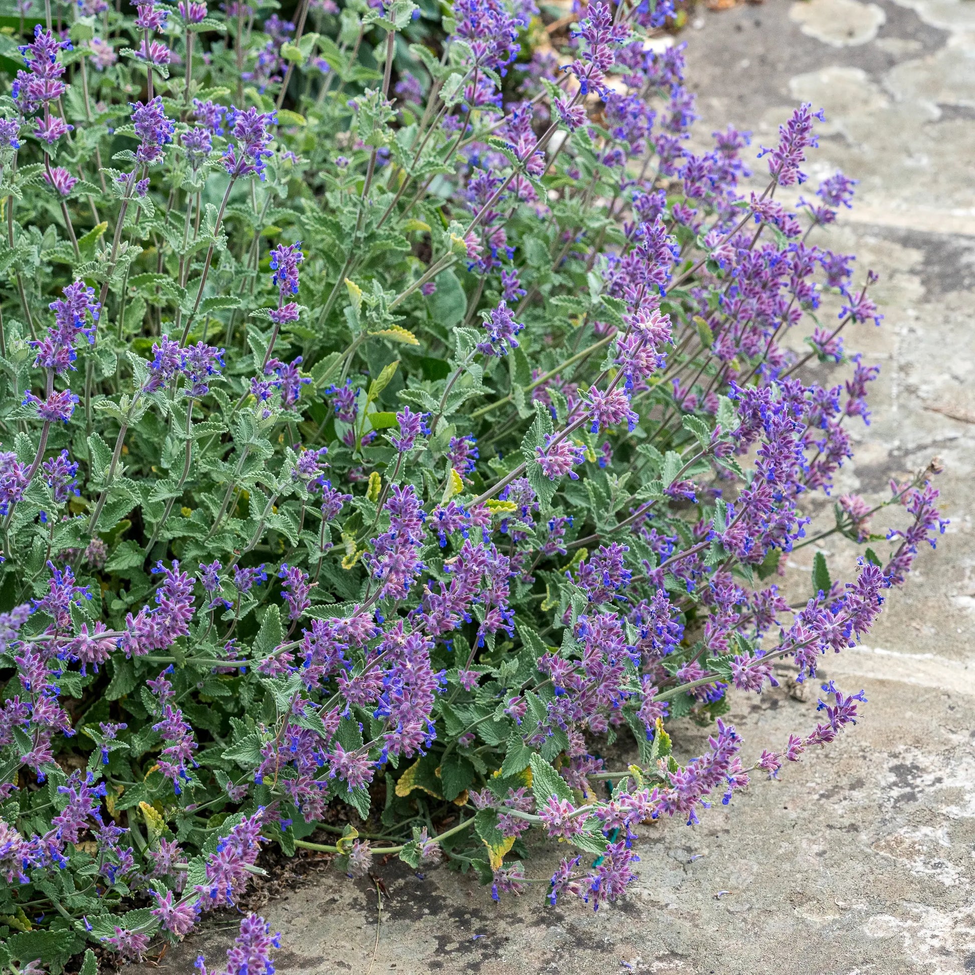 Nepeta × faassenii spilling over a stone pathway at the front of a garden border, showing its low spreading habit and lilac-blue flowers