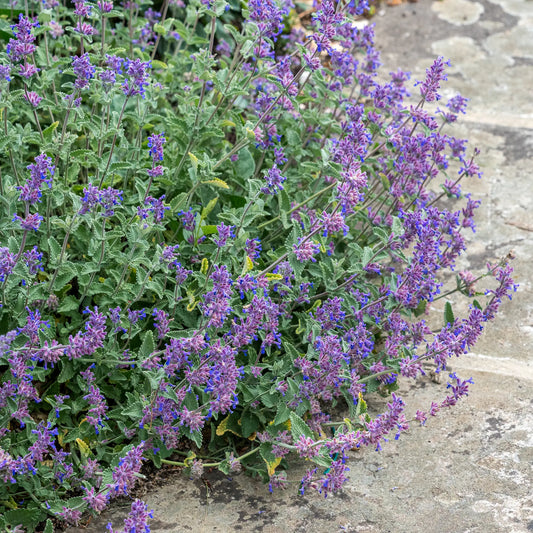 Nepeta × faassenii spilling over a stone pathway at the front of a garden border, showing its low spreading habit and lilac-blue flowers
