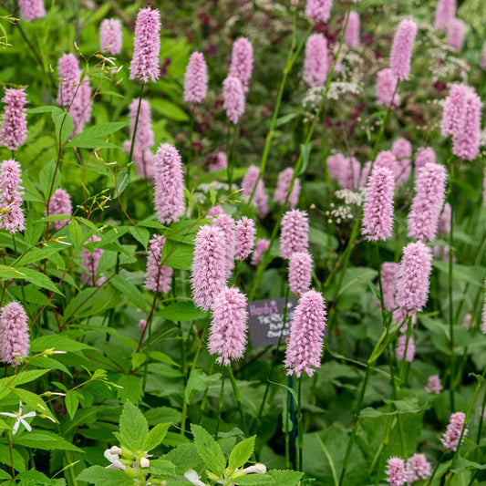 Bistorta officinalis 'Superba' — dense soft lilac-pink flower spikes above oval green foliage in a mixed border